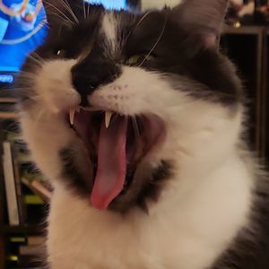 Meet your Posher, Alison